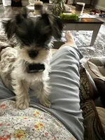 Mia Grace, a female Yorkshire Terrier for sale in Portland, TN – 3 of 9
