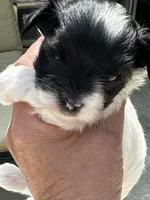 MEET AKC Timmy!  Price reduced!!, a male Yorkshire Terrier for sale in Portland, TN – 5 of 9