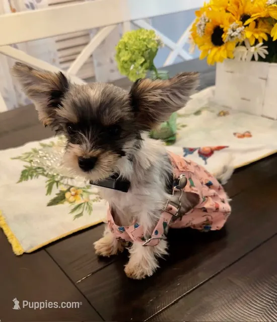 Princess Mia Grace – Yorkshire Terrier puppy for sale in Portland, TN