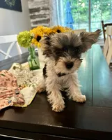 Princess Mia Grace, a female Yorkshire Terrier for sale in Portland, TN – 4 of 5