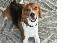 Bridger Marsh, a male Beagle for sale in Portland, TN – 2 of 6