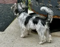 Mia Grace, a female Yorkshire Terrier for sale in Portland, TN – 2 of 9