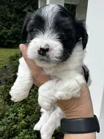 MEET AKC Teddy. PRICE REDUCED!!, a male Yorkshire Terrier for sale in Portland, TN – 2 of 10
