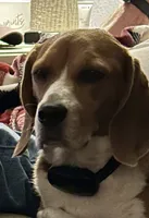 Bridger Marsh, a male Beagle for sale in Portland, TN – 4 of 6