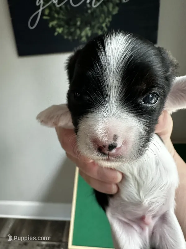 AKC Teddy – Yorkshire Terrier puppy for sale in Portland, TN
