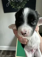MEET AKC Teddy, a male Yorkshire Terrier for sale in Portland, TN – 5 of 10