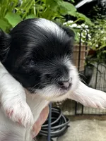 MEET AKC Timmy!  Price reduced!!, a male Yorkshire Terrier for sale in Portland, TN – 4 of 9