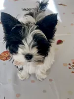Finnegan, a male Yorkshire Terrier for sale in Portland, TN – 2 of 10