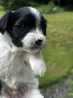 MEET AKC Teddy. PRICE REDUCED!!, a male Yorkshire Terrier for sale in Portland, TN – 3 of 10