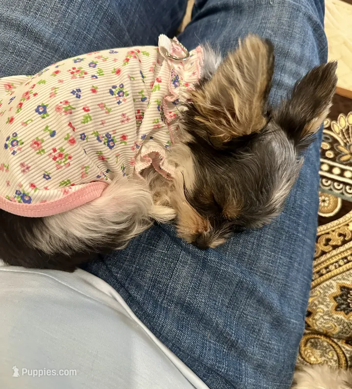 Mia Grace – Yorkshire Terrier puppy for sale in Portland, TN
