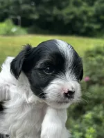 MEET AKC Teddy. PRICE REDUCED!!, a male Yorkshire Terrier for sale in Portland, TN – 1 of 10