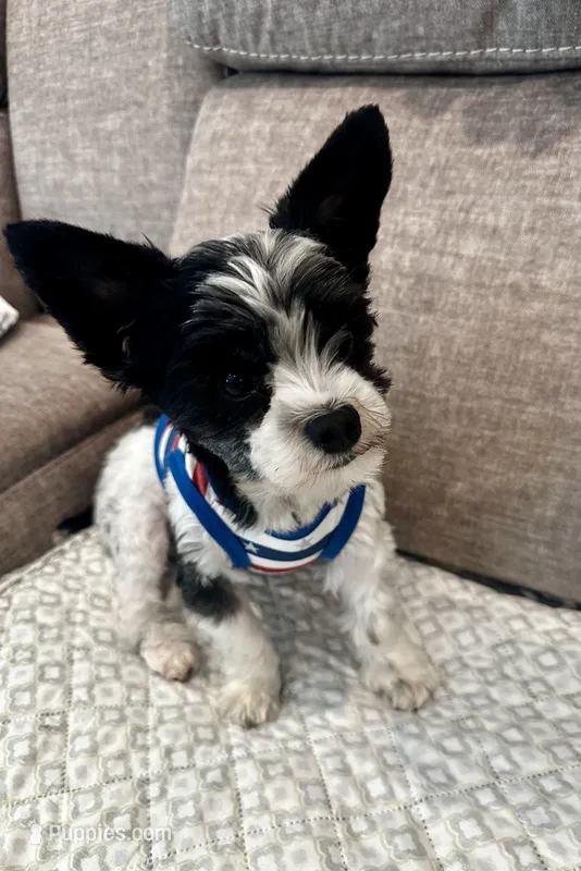 MEET AKC Finnegan McBride – Yorkshire Terrier puppy for sale in Portland, TN