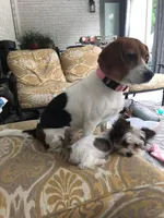 Daisy Mae, a female Beagle for sale in Portland, TN – 2 of 6