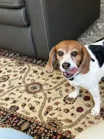 Daisy Mae, a female Beagle for sale in Portland, TN – 5 of 6