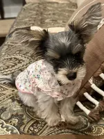 Princess Mia Grace, a female Yorkshire Terrier for sale in Portland, TN – 5 of 5