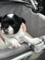 MEET AKC Timmy!, a male Yorkshire Terrier for sale in Portland, TN – 2 of 9