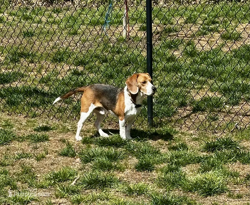 Bridger Marsh – Beagle puppy for sale in Portland, TN