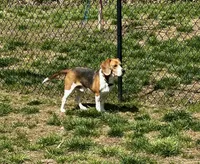 Bridger Marsh, a male Beagle for sale in Portland, TN – 1 of 6