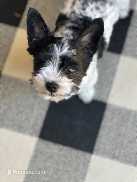 Finnegan McBride – Yorkshire Terrier puppy for sale in Portland, TN