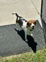 Daisy Mae, a female Beagle for sale in Portland, TN – 4 of 6