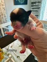 Timmy, a male Yorkshire Terrier for sale in Portland, TN – 1 of 3