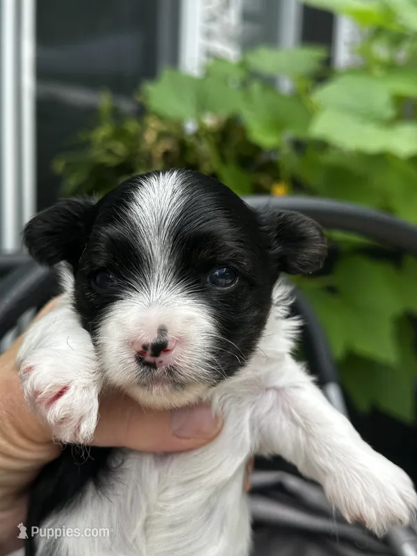 MEET AKC Teddy – Yorkshire Terrier puppy for sale in Portland, TN