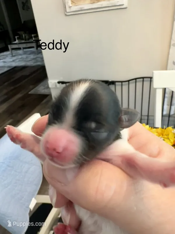 Teddy – Yorkshire Terrier puppy for sale in Portland, TN
