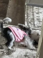 Mia Grace, a female Yorkshire Terrier for sale in Portland, TN – 5 of 9