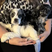 processed/0e1bd421-0783-41ac-82e7-6ebafabc0f7e/facility/c0a5bd99-eeda-4ecf-b8ae-66457a00d773