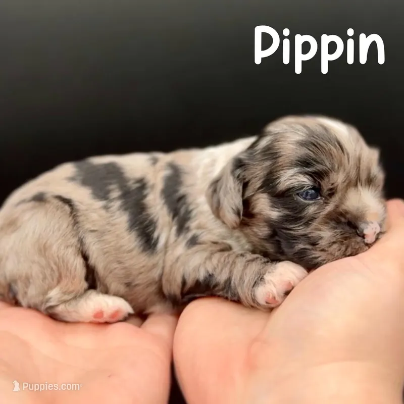 Pippin