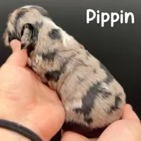 Pippin, a male Cocker Spaniel for sale in Bismarck, ND – Photo 3 of 5
