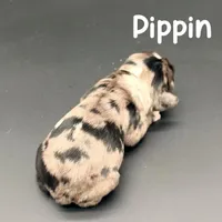 Pippin, a male Cocker Spaniel for sale in Bismarck, ND – Photo 5 of 5