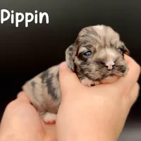 Pippin, a male Cocker Spaniel for sale in Bismarck, ND – Photo 2 of 5