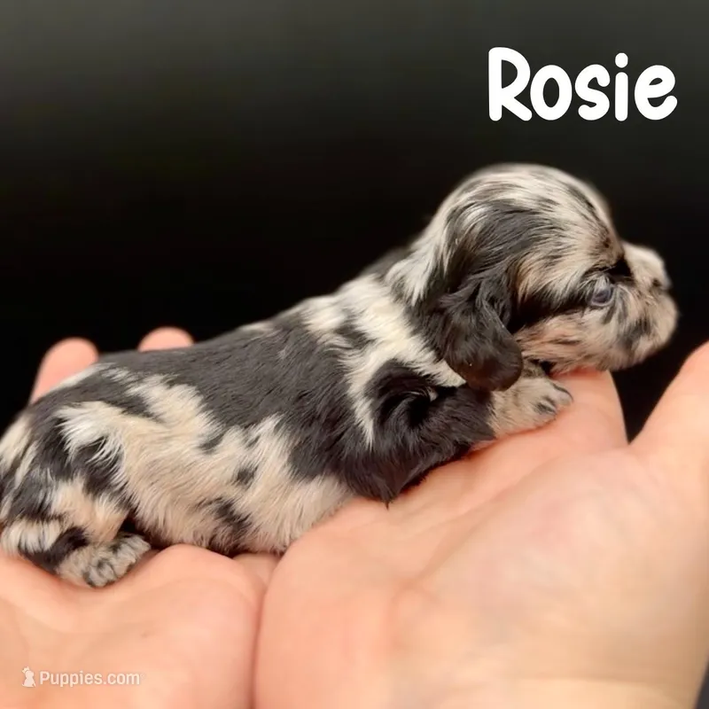 Rosie