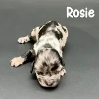 Rosie, a female Cocker Spaniel for sale in Bismarck, ND – Photo 6 of 6