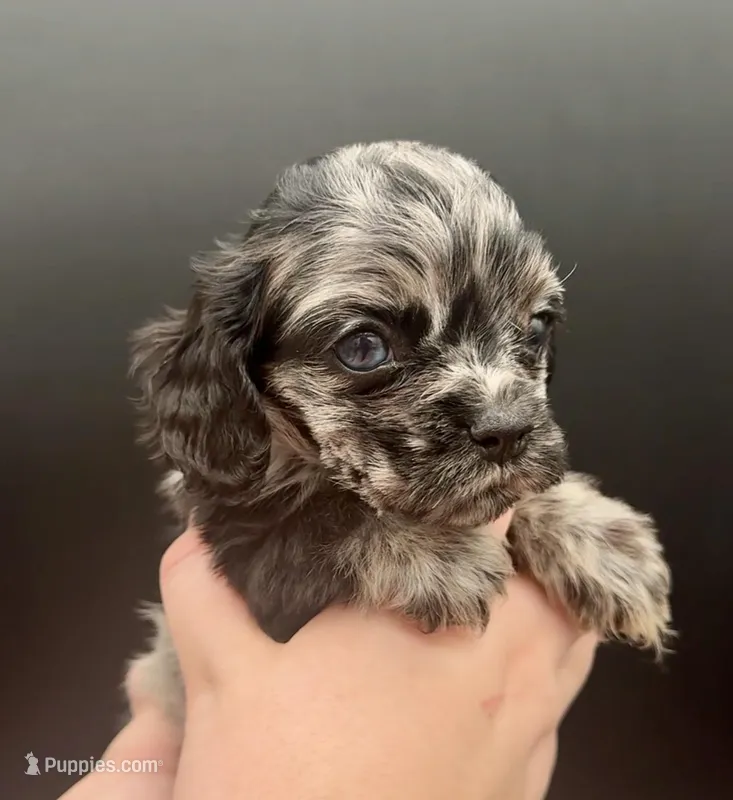 Rosie – Cocker Spaniel puppy for sale in Bismarck, ND