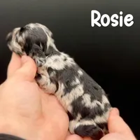 Rosie, a female Cocker Spaniel for sale in Bismarck, ND – Photo 3 of 6