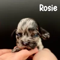 Rosie, a female Cocker Spaniel for sale in Bismarck, ND – Photo 2 of 6