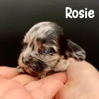 Rosie, a female Cocker Spaniel for sale in Bismarck, ND – Photo 4 of 6