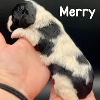 Merry, a male Cocker Spaniel for sale in Bismarck, ND – Photo 3 of 5