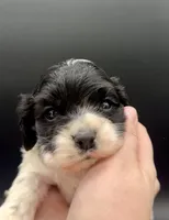 Merry, a male Cocker Spaniel for sale in Bismarck, ND – Photo 2 of 7