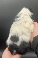 Merry, a male Cocker Spaniel for sale in Bismarck, ND – Photo 7 of 7