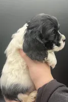 Merry, a male Cocker Spaniel for sale in Bismarck, ND – Photo 6 of 7