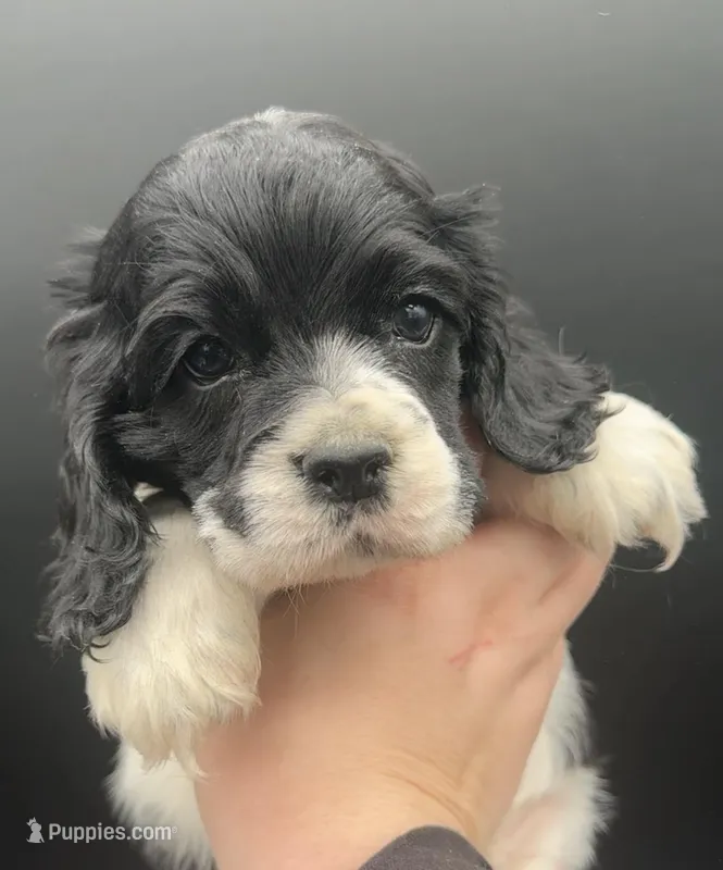 Merry – Cocker Spaniel puppy for sale in Bismarck, ND