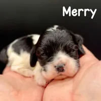 Merry, a male Cocker Spaniel for sale in Bismarck, ND – Photo 2 of 5