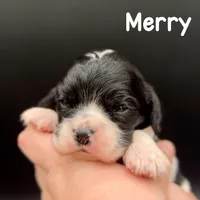 Merry, a male Cocker Spaniel for sale in Bismarck, ND – Photo 4 of 7