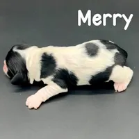 Merry, a male Cocker Spaniel for sale in Bismarck, ND – Photo 5 of 5