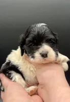 Merry, a male Cocker Spaniel for sale in Bismarck, ND – Photo 3 of 7