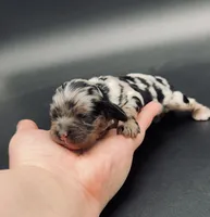 Groudon, a male Cocker Spaniel for sale in Bismarck, ND – Photo 3 of 5