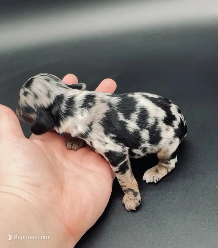 Groudon – Cocker Spaniel puppy for sale in Bismarck, ND